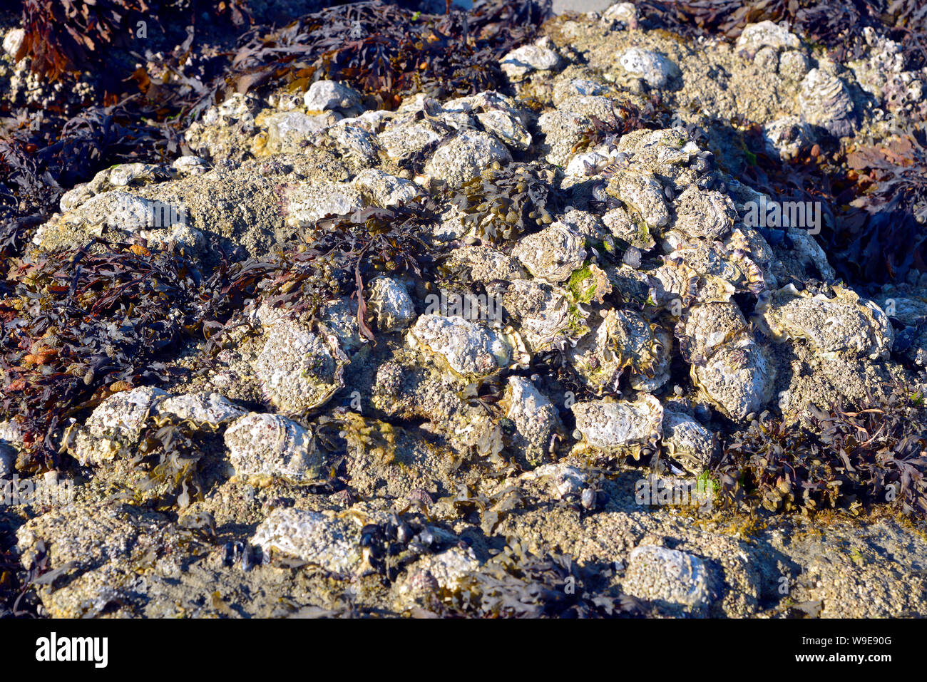 Wild oysters on the beach of Beg Meil, a French peninsula, surrounded to the east by the bay of La Forêt and to the south by the Atlantic Ocean Stock Photo