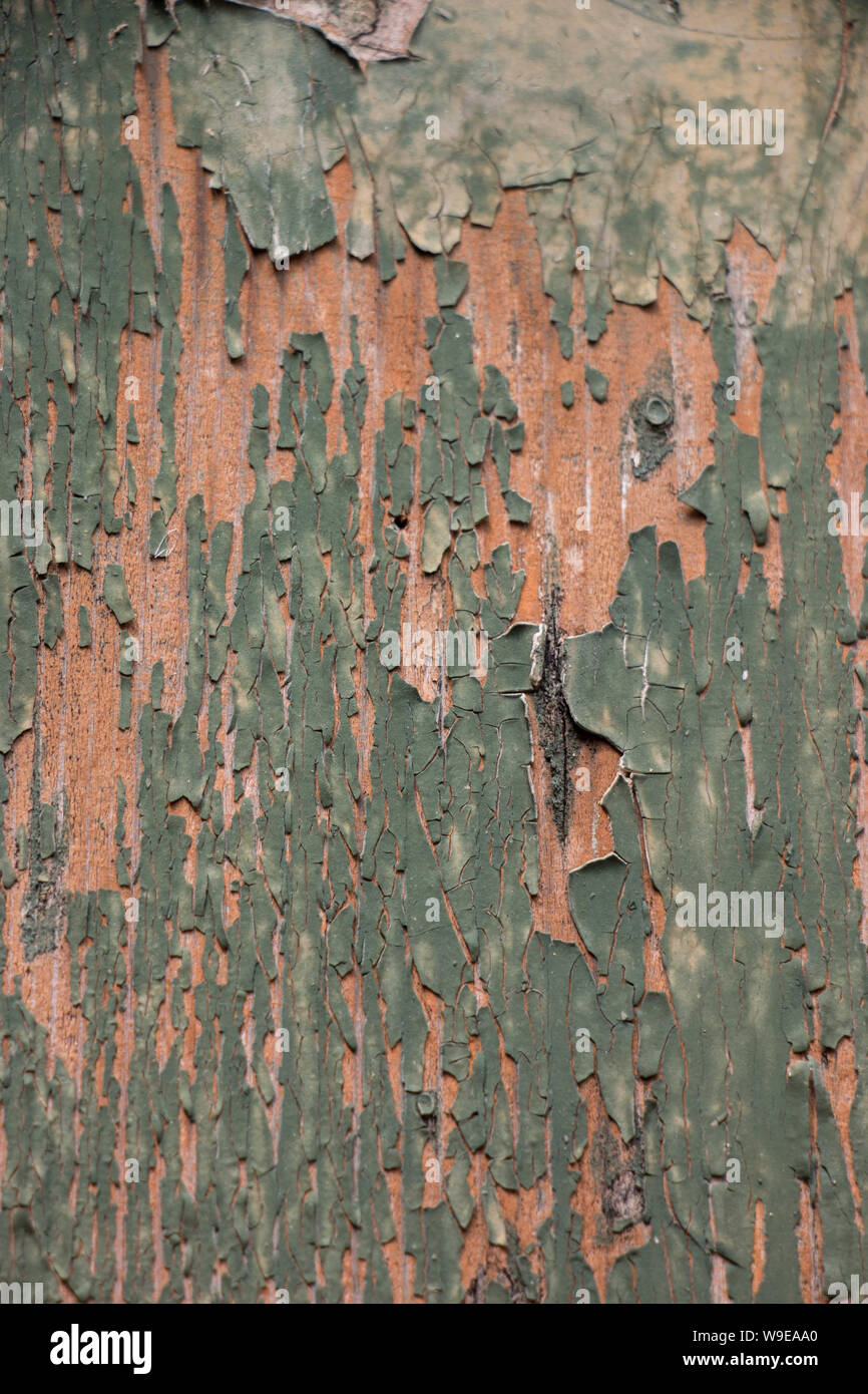 Detail of green paint peeling from wooden shutter Stock Photo Alamy