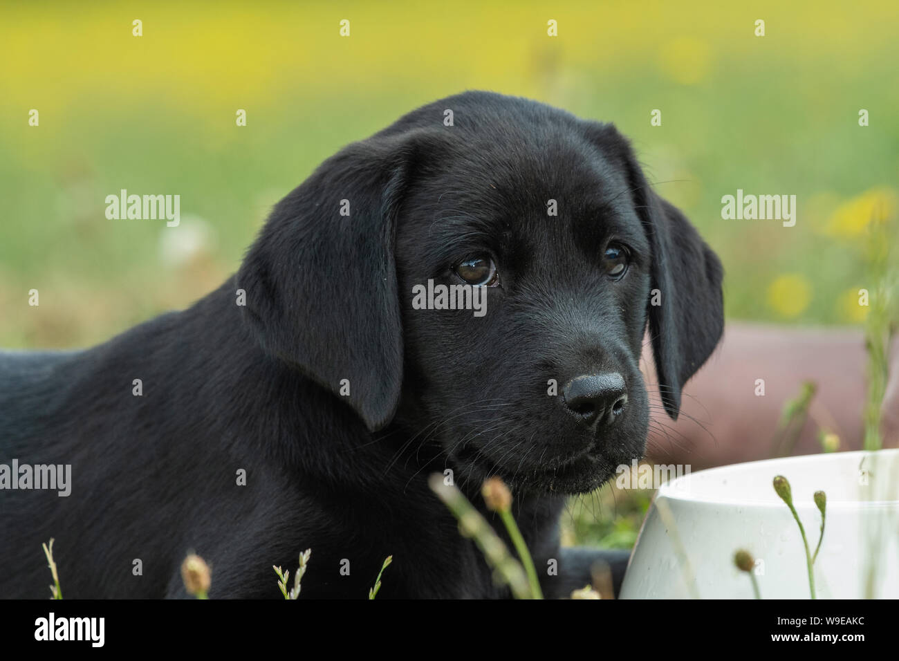 cute portrait of an 8 week old black labrador puppy W9EAKC