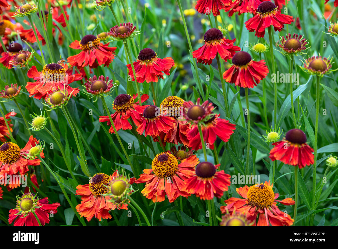 Orange daisy like flowers Helenium Moerheim Beauty in a meadow Stock