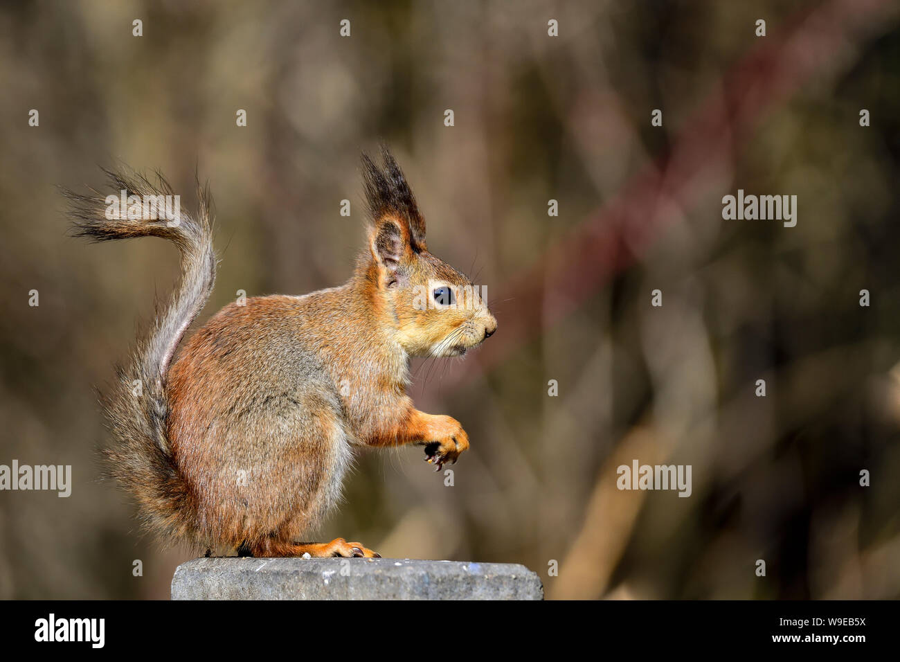 Red Squirrel, common visitor at feeding station. Stock Photo