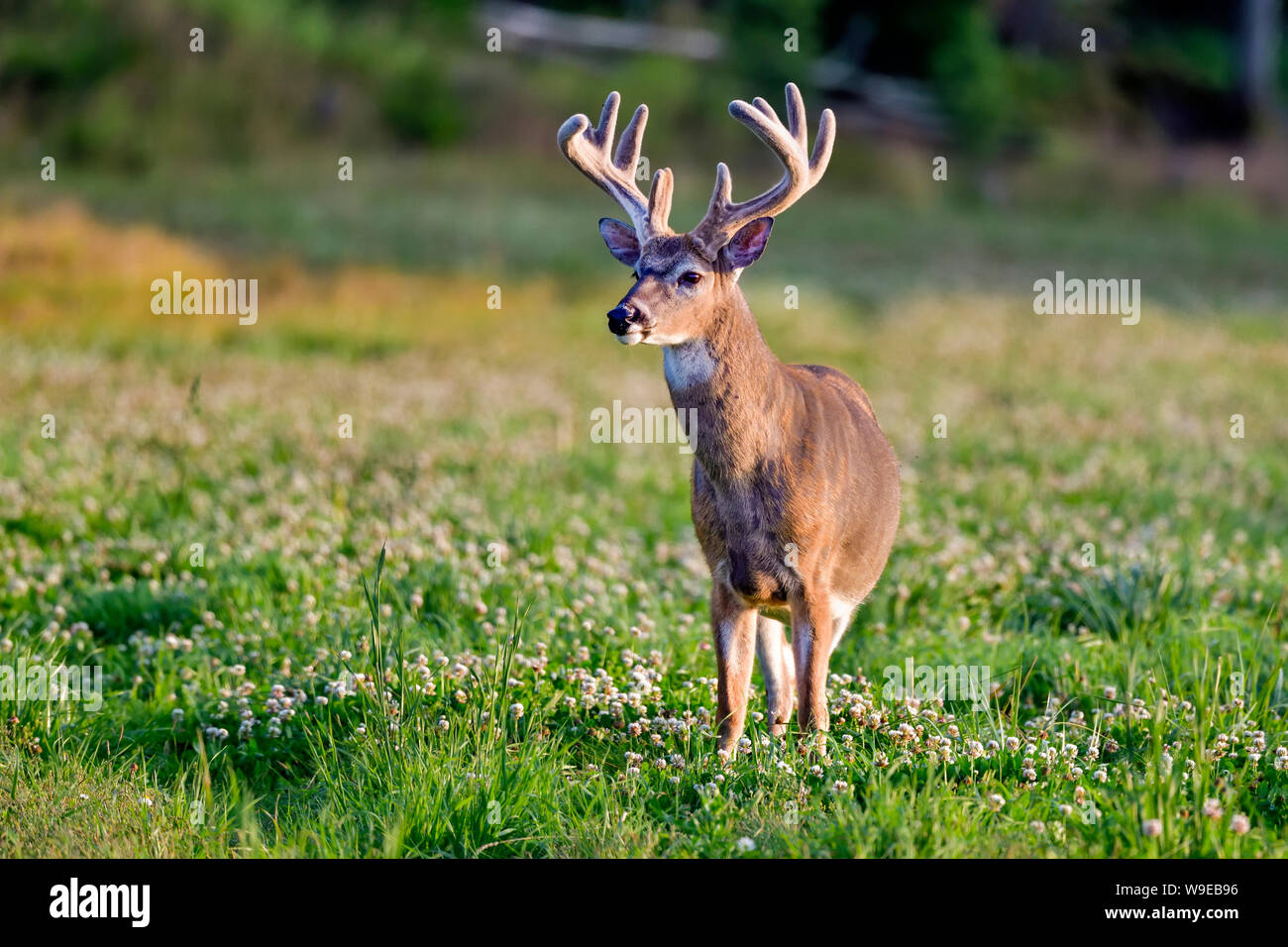 White-tailed deer buck looking regal. Stock Photo