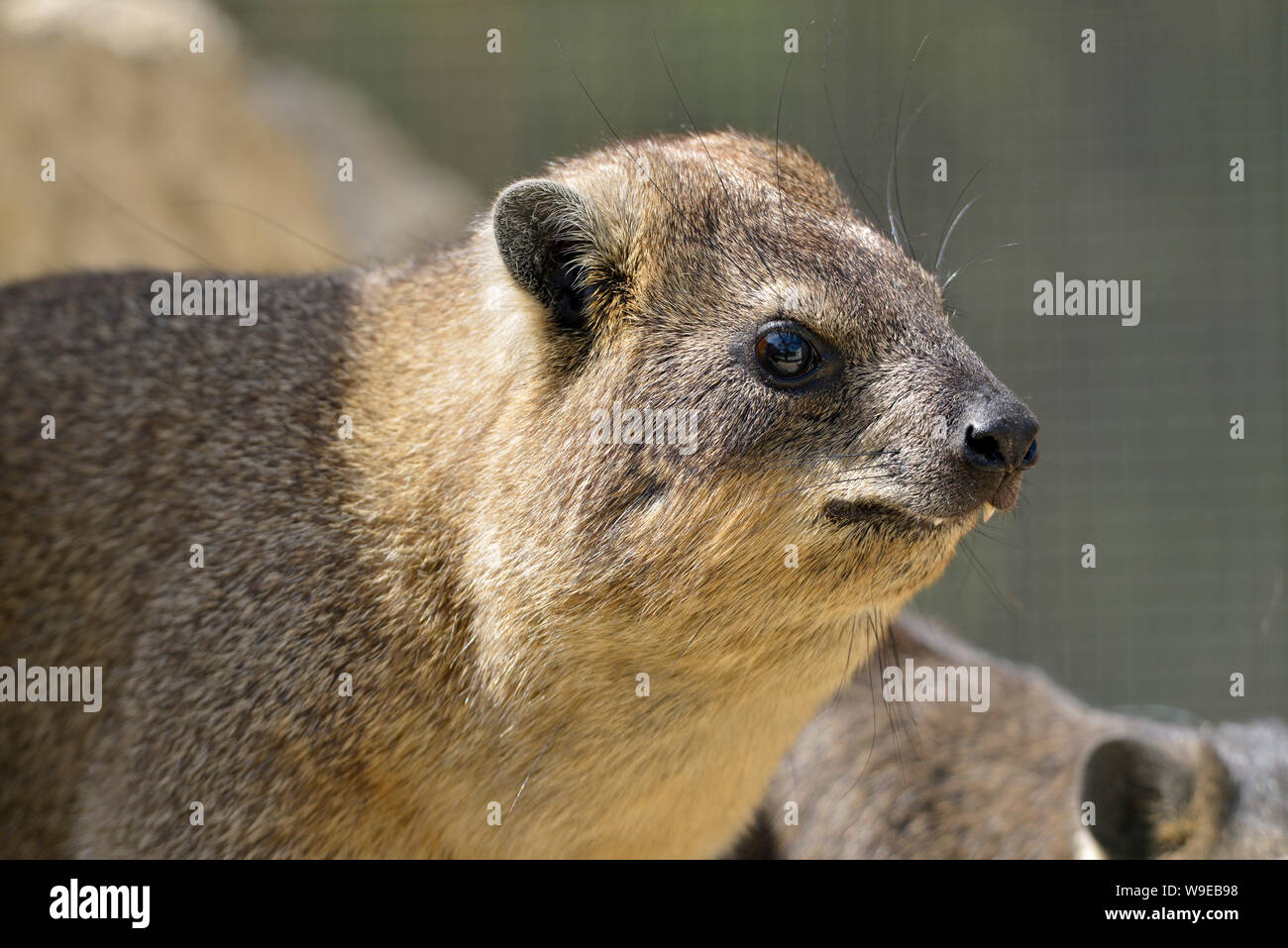 Profile portrait rock hyrax (Procavia capensis) also called dassies Stock Photo