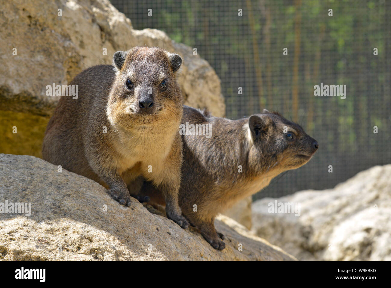 Two rock hyrax (Procavia capensis) also called dassies on stone Stock Photo
