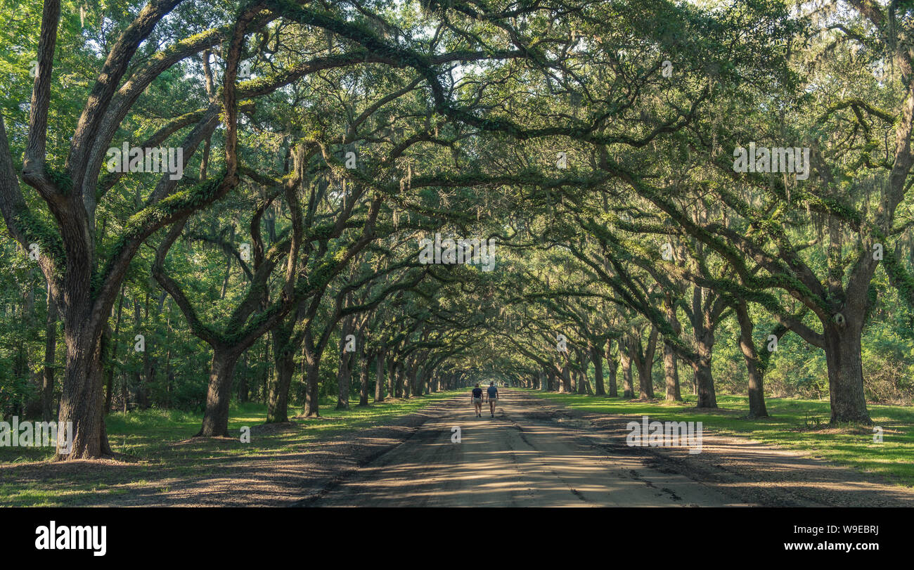 Wormsloe Oak Plantation, Savannah, USA July 10, 2018 Two