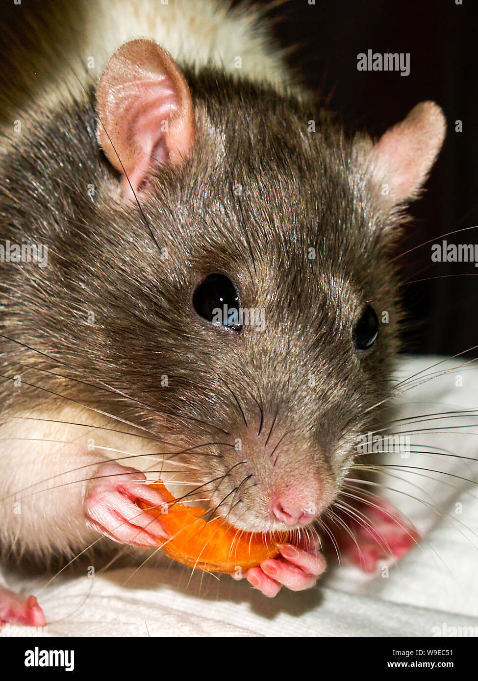 A domesticated pet rat holding and eating a slice of carrot. Stock Photo