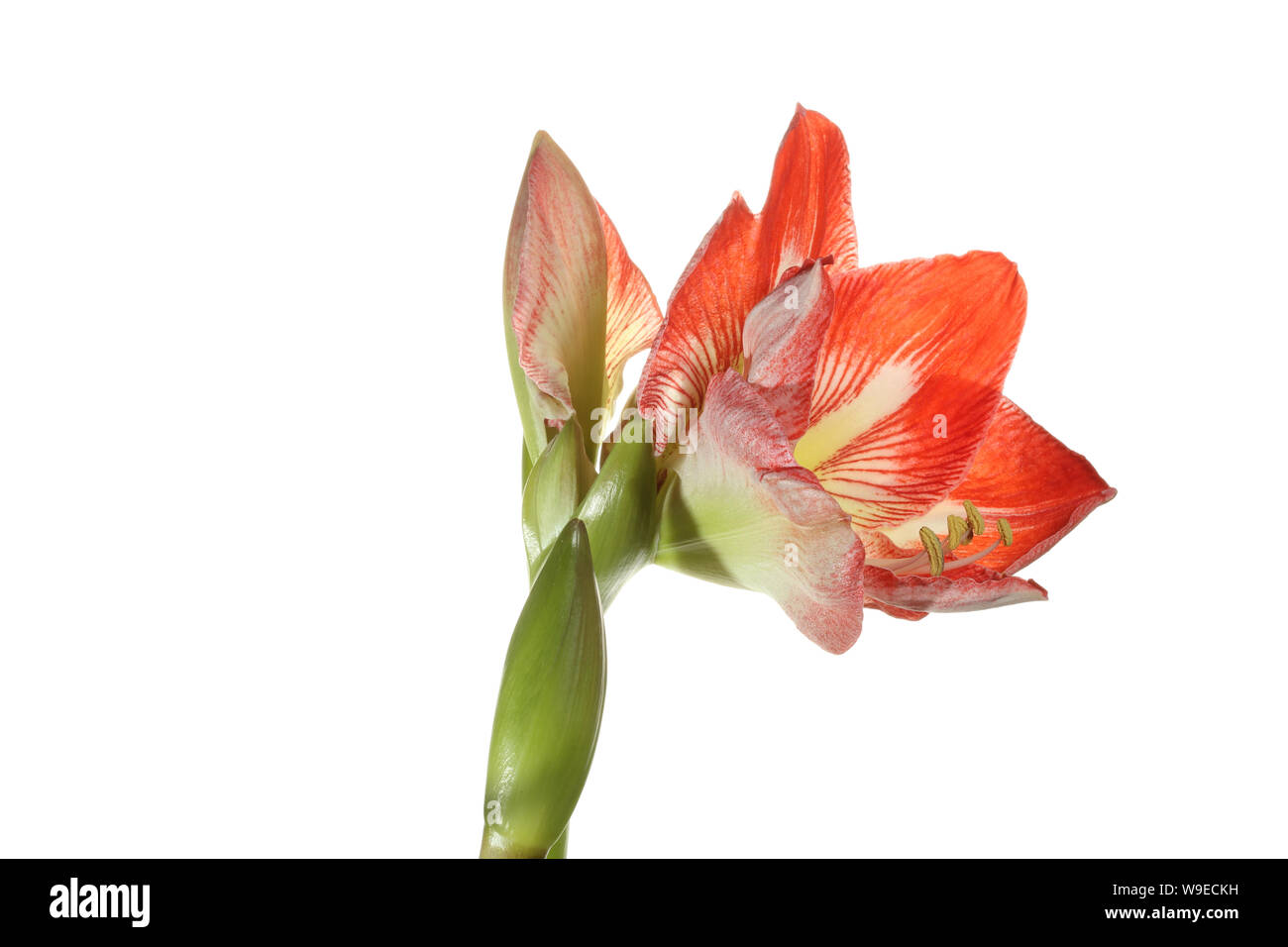 Partially opened flower heads of  a deep pink/red Hippeastrum bulb photographed against a pure white background Stock Photo