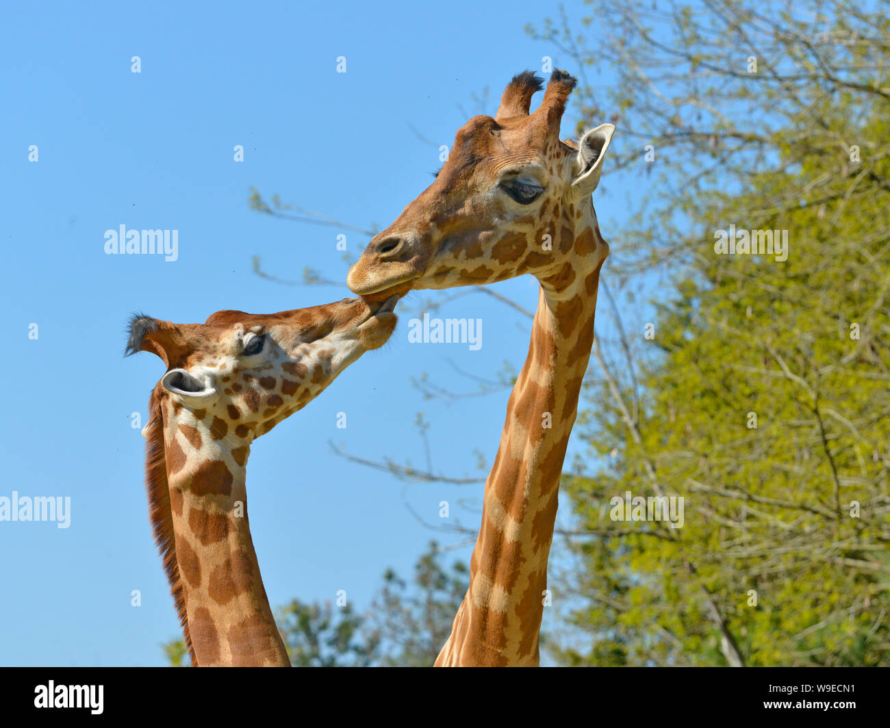 Closeup giraffes (Giraffa camelopardalis) kissing each other Stock Photo