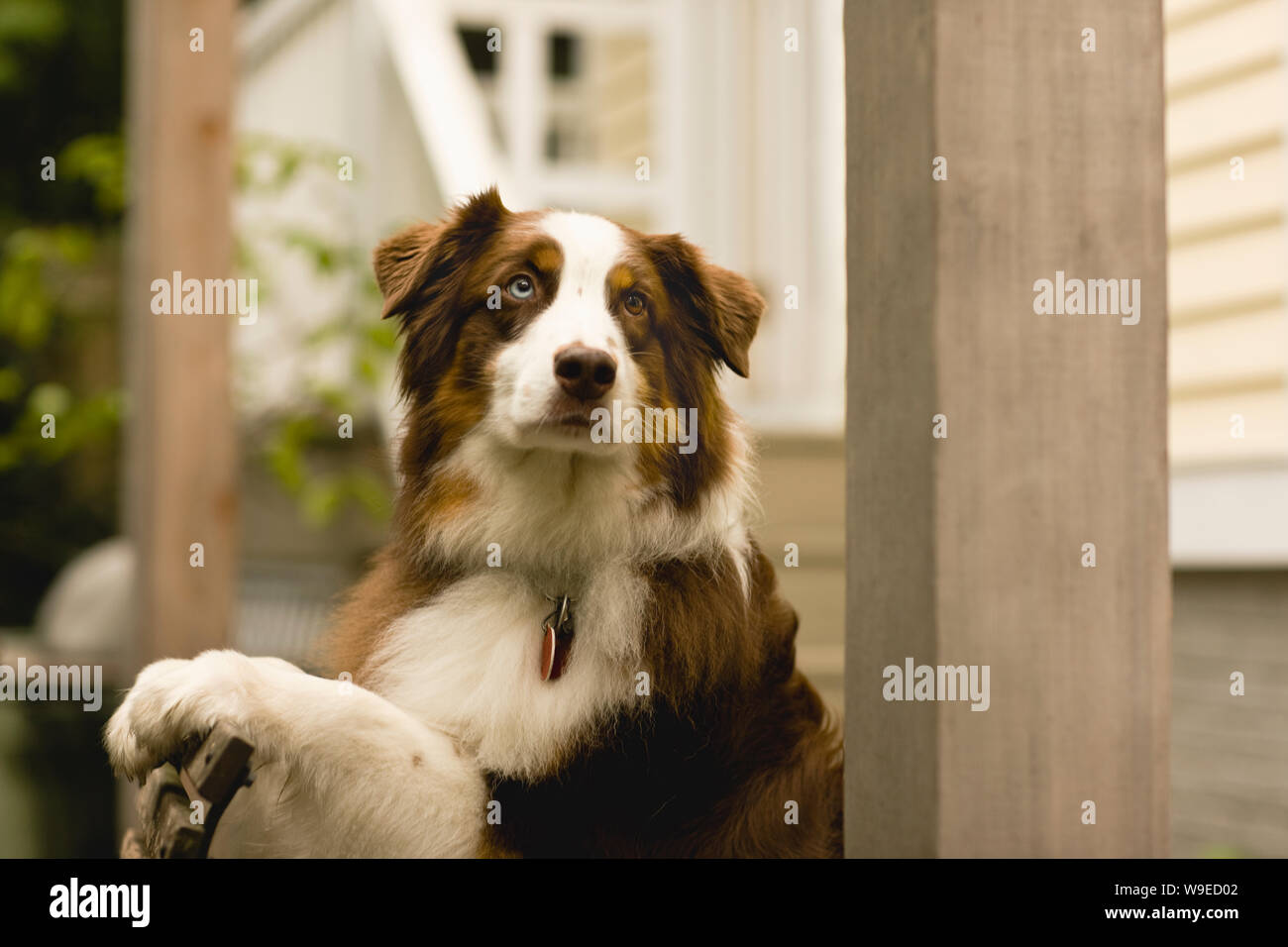 Cute dog waiting patiently for it's owner to arrive Stock Photo - Alamy