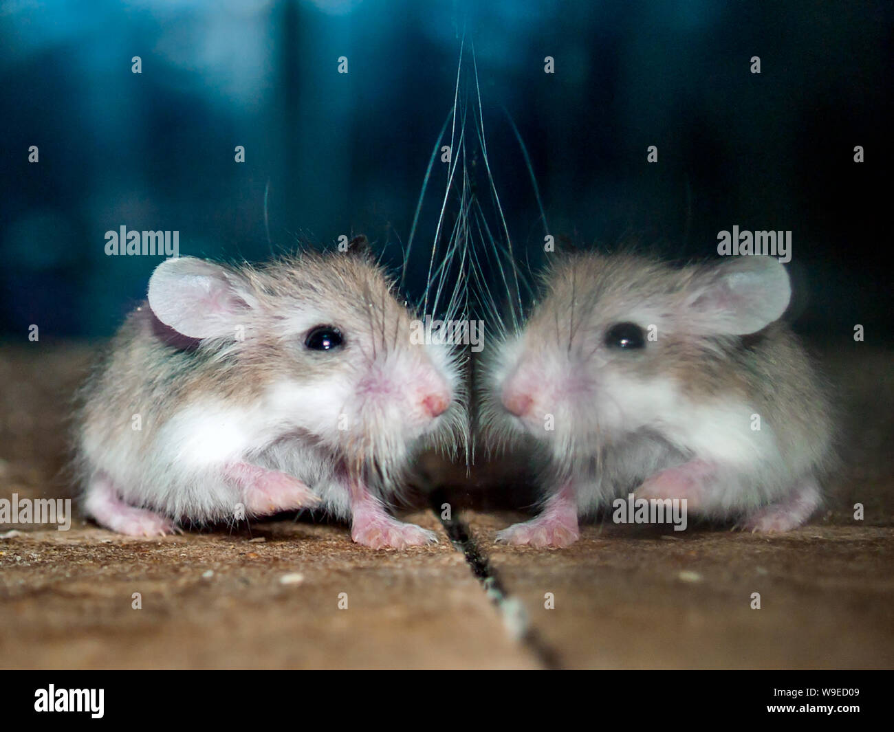 A very young, small Roborovski dwarf hamster with very long whiskers running alongside a glass panel that shows it's reflection. Phodopus Roborovskii. Stock Photo