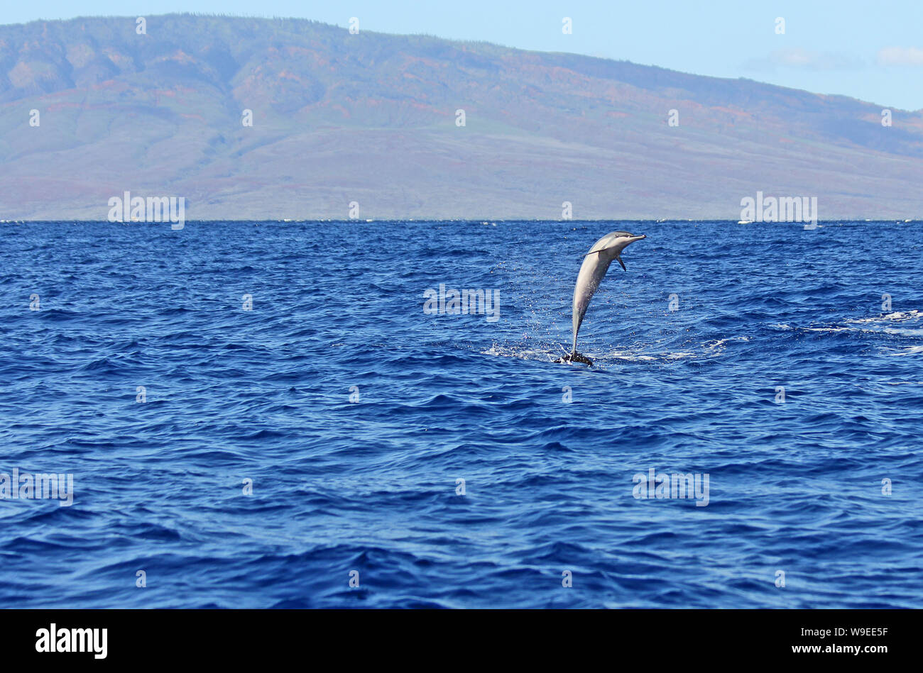 Wild dolphin jumping - Maui, Hawaii Stock Photo