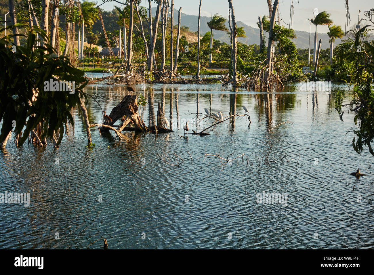 Colony of birds on a tropical lake. Stock Photo