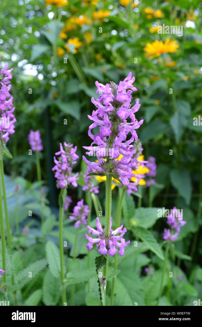 Summertime in Nova Scotia Purple Stachys 'Hummelo' Flowers Stock Photo