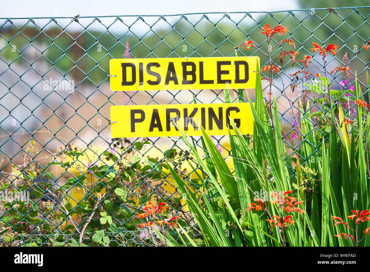 Disabled parking sign on car number plate on fence with flowers at ...