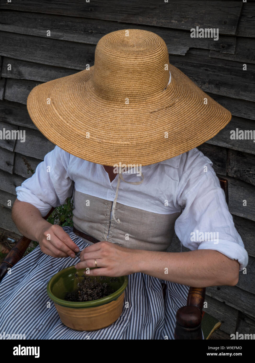 pilgrim woman near here home picking out dill seed Stock Photo