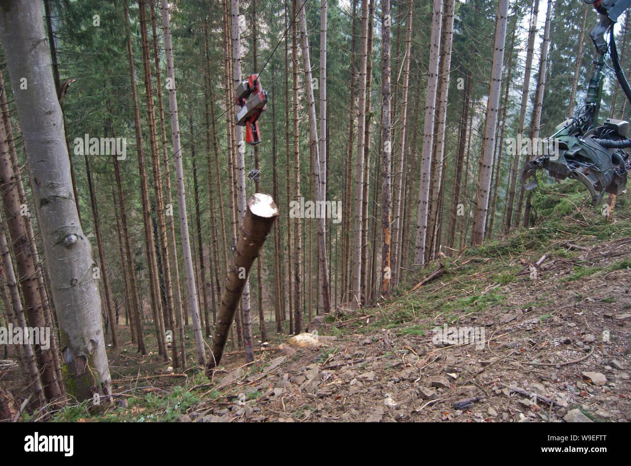 Timber harvesting a log with skyline crane and manipulator, called cable yarding, in autumnal