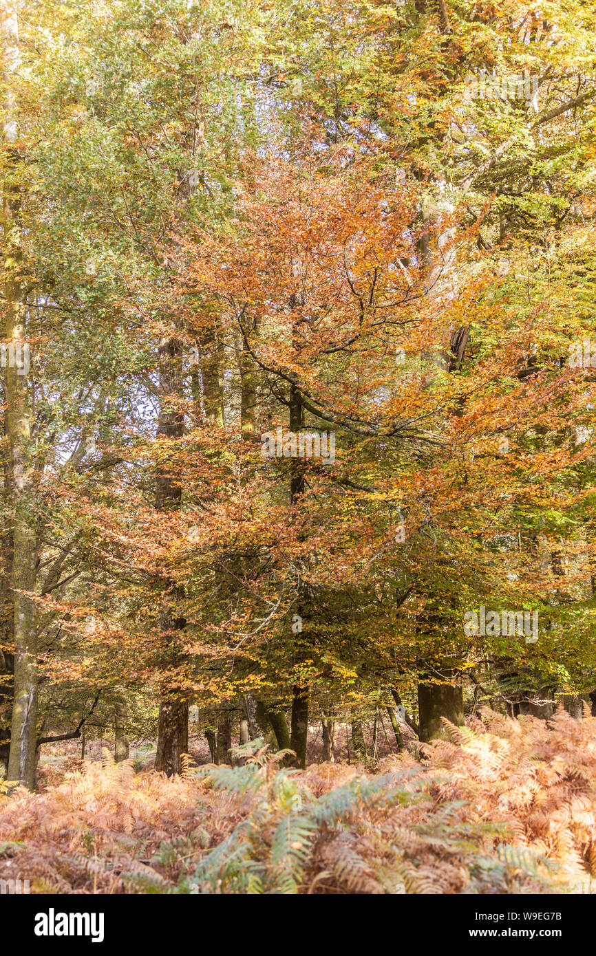 Autumn colour in the New Forest national park, UK. Stock Photo