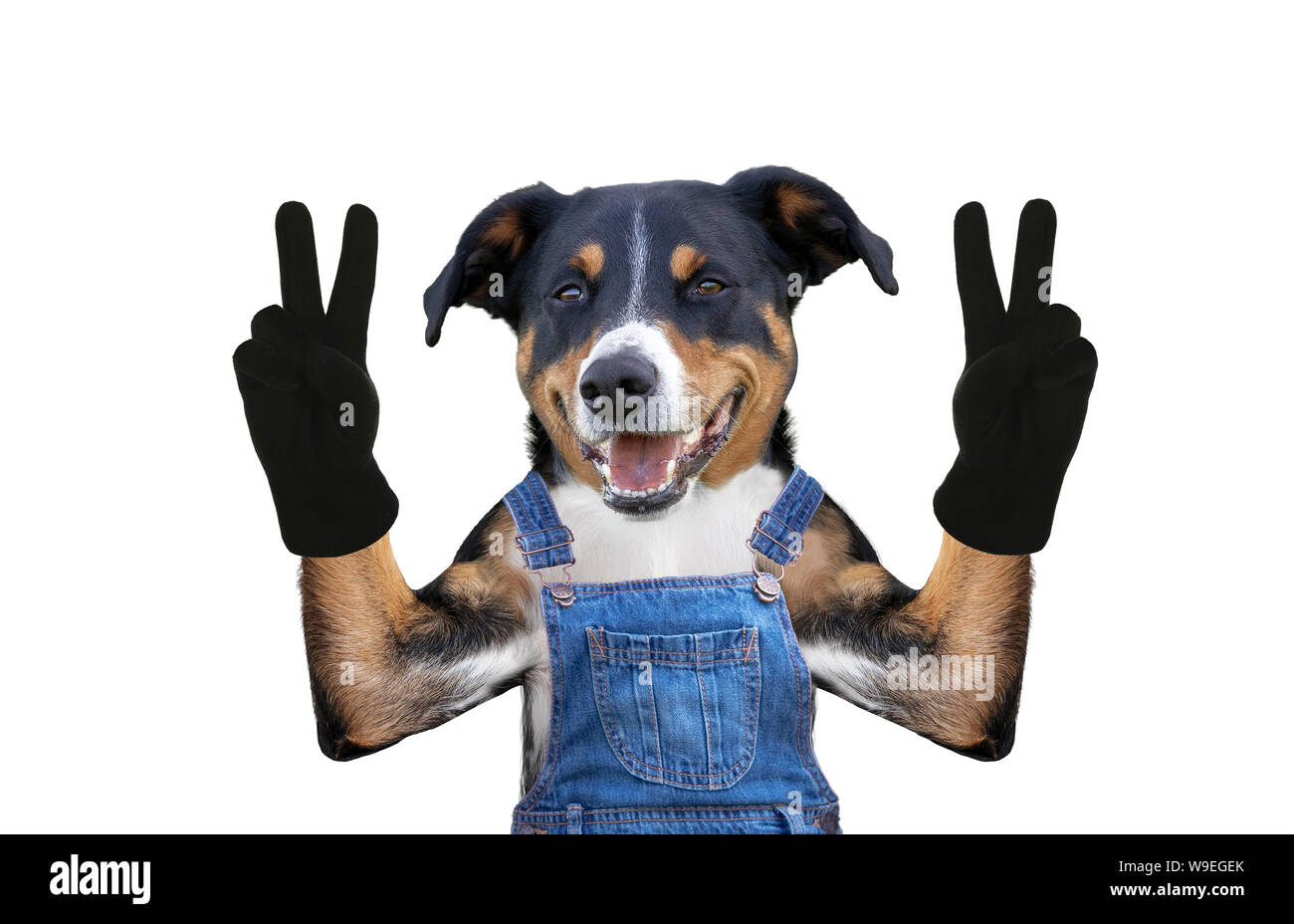 Dog in jeans dungarees. Isolated on white background Stock Photo Alamy