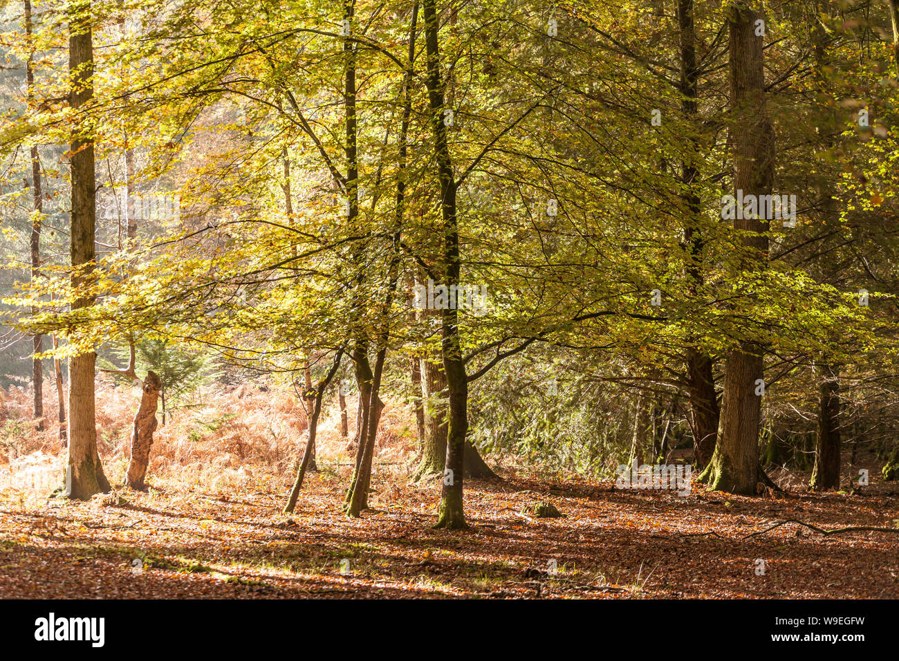 Autumn colour in the New Forest national park, UK. Stock Photo