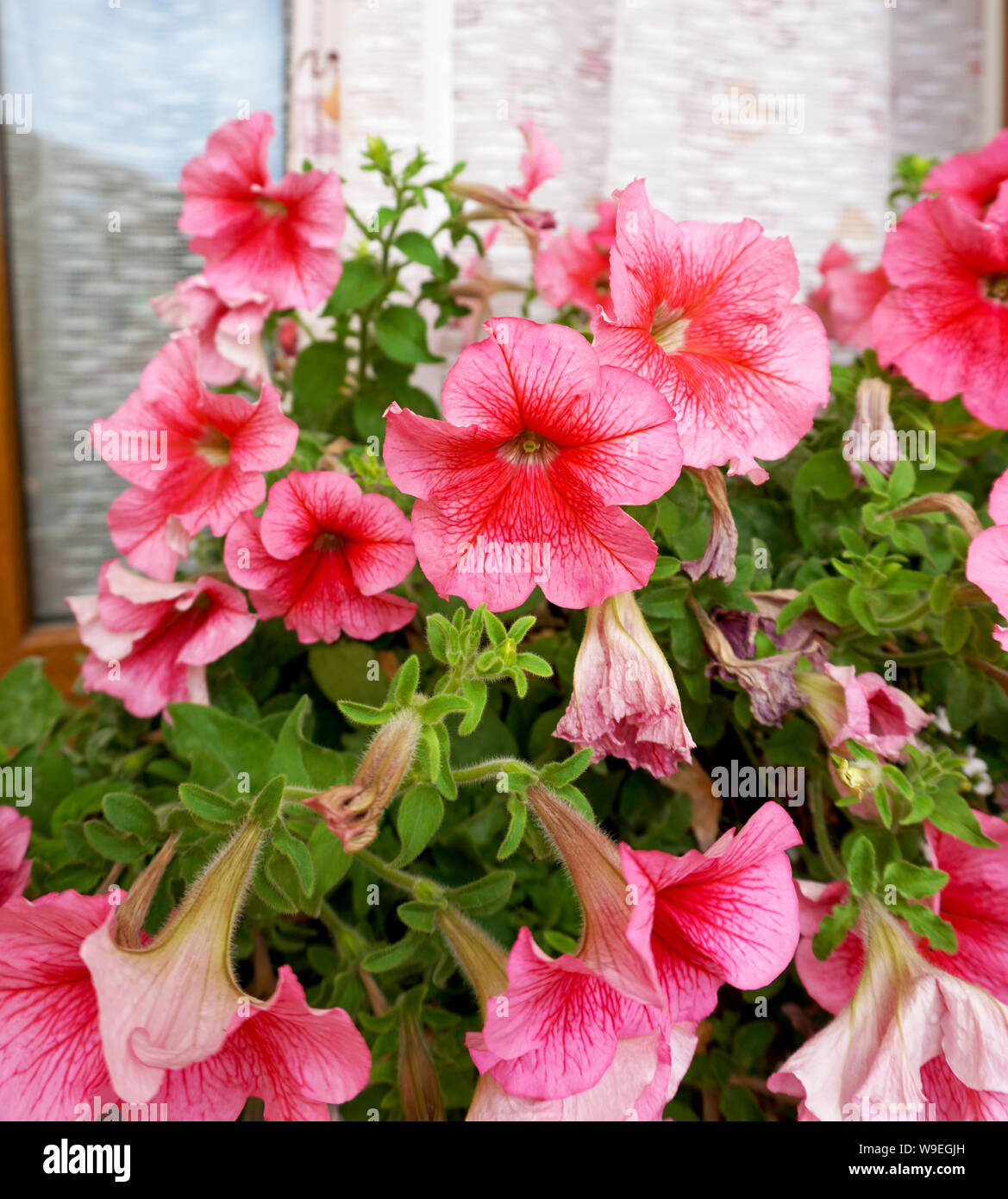Nice pink green flowers hi-res stock photography and images - Alamy