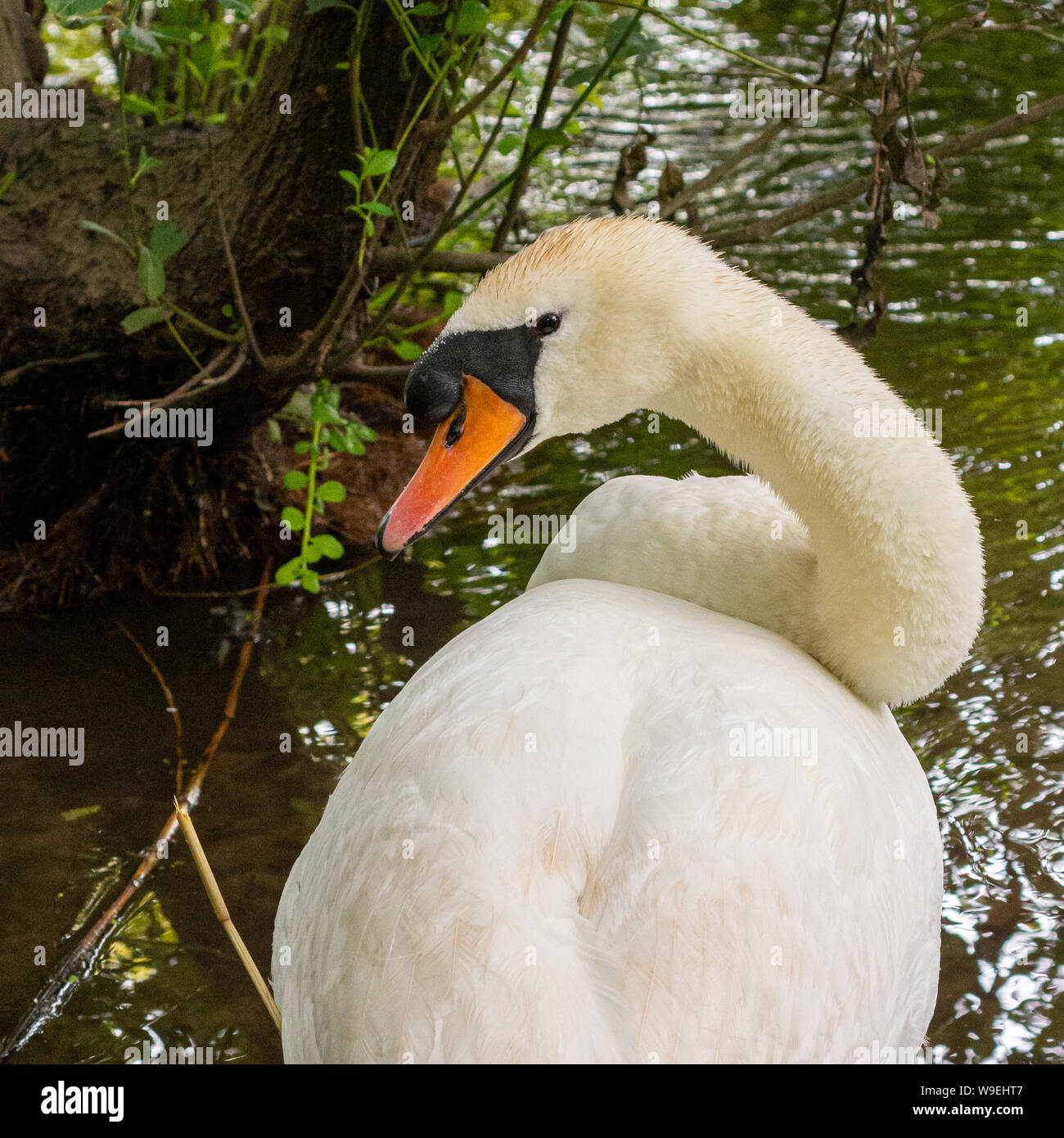 White swan with a twisting neck as it preens itself Stock Photo