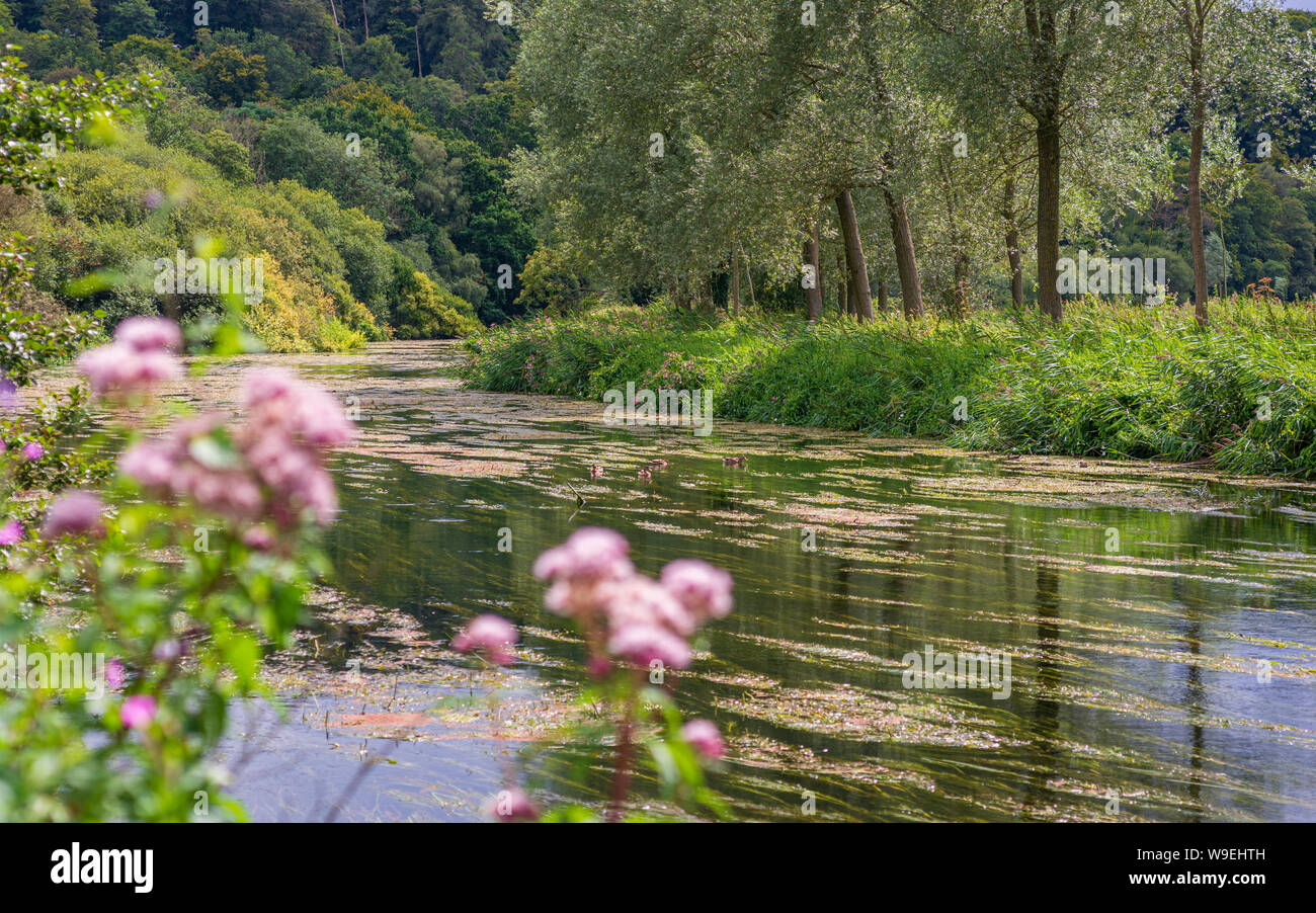 Pink flowers on a riverbank and pink flowers on plants floating in the river with a line of trees behind Stock Photo