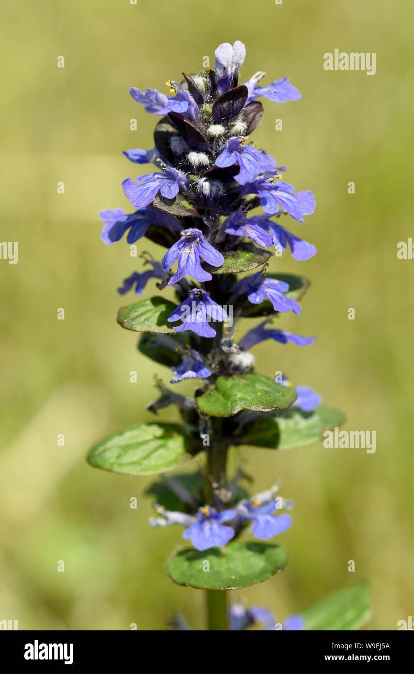 Guensel, Ajuga Reptans, ist eine Wildpflanze mit blauen Blueten und gehoert zu den Heilpflanzen. Guensel, Ajuga reptans, is a wild plant with blue flo Stock Photo