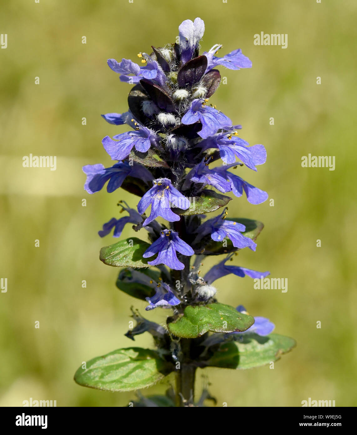 Guensel, Ajuga Reptans, ist eine Wildpflanze mit blauen Blueten und gehoert zu den Heilpflanzen. Guensel, Ajuga reptans, is a wild plant with blue flo Stock Photo