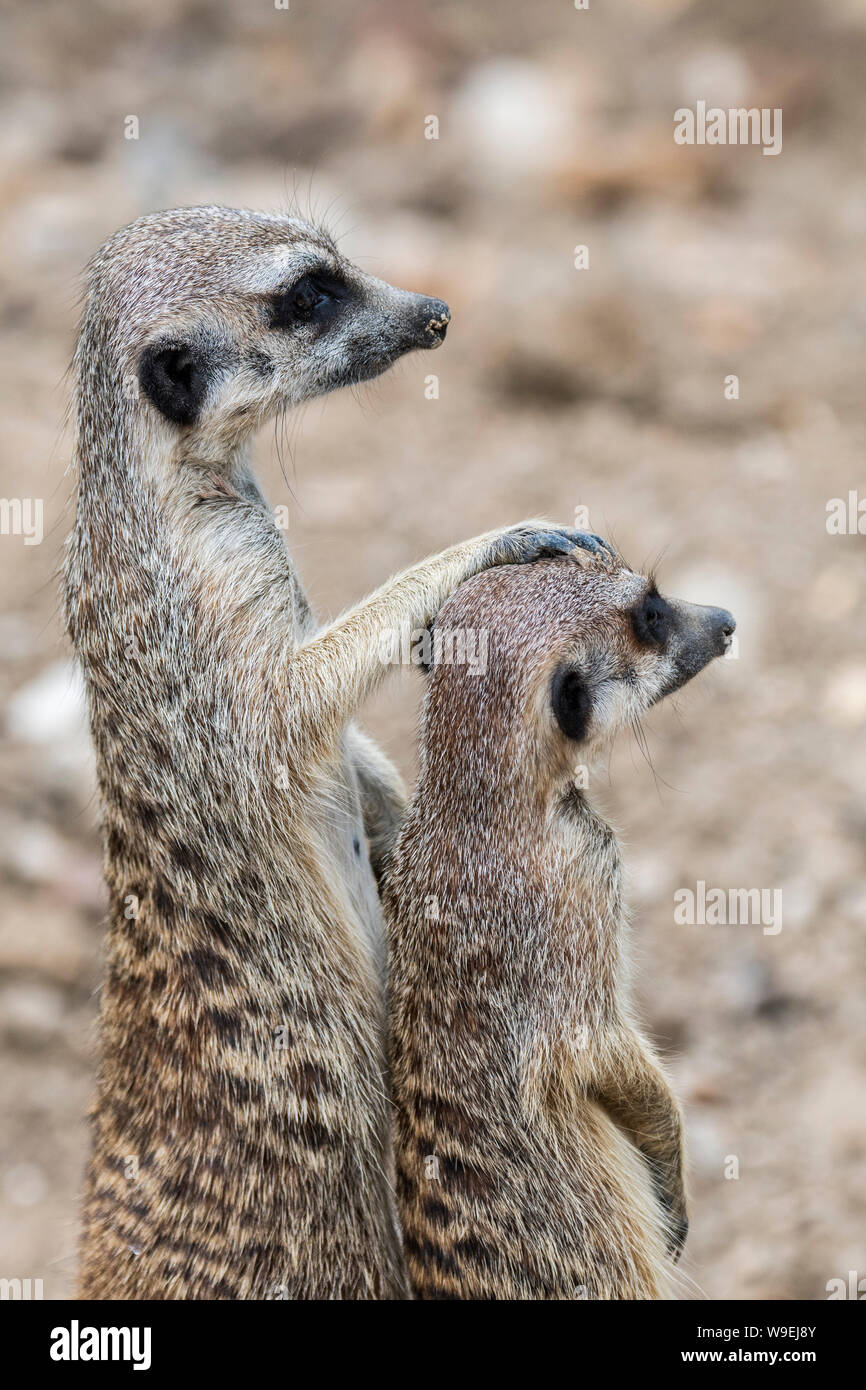 Two alert meerkats / suricates (Suricata suricatta) standing upright and looking around, native to the deserts of southern Africa Stock Photo
