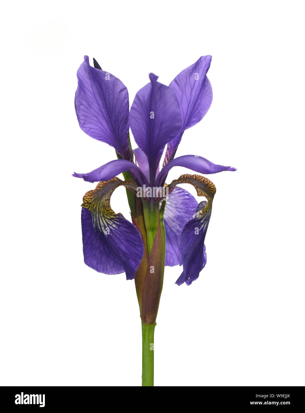 Sibirische Iris, Iris sibirica,  ist eine Heilpflanze und eine Wasser-und Sumpfpflanze mit blauen Blueten. Sie kommt auch oft wild vor. The Siberian I Stock Photo