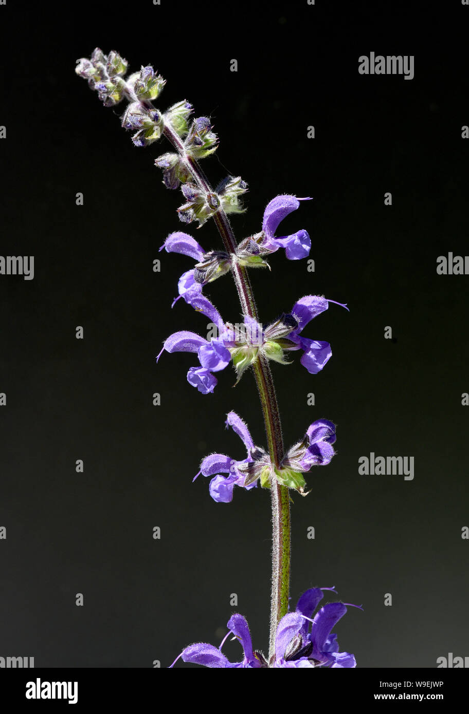 Wiesensalbei, Salvia pratensis gehoert zu den Kraeuten mit blauen  essbaren Blueten. Man findet sie haeufig auf Blumenwiese und ist eine  Heilpflanze Stock Photo