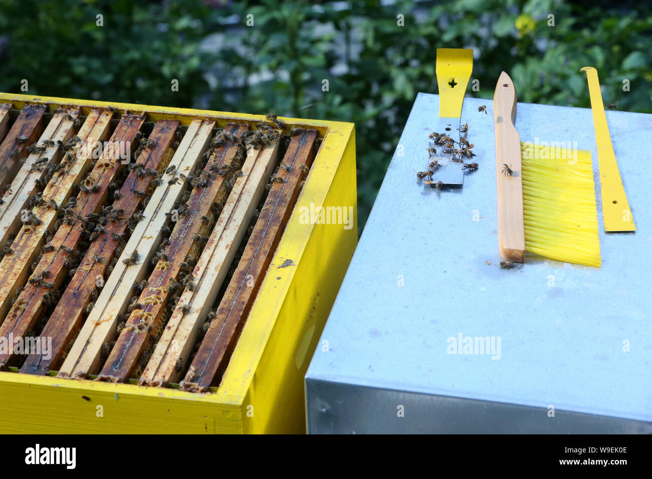 Apiculture. / Beekeeping. Stock Photo