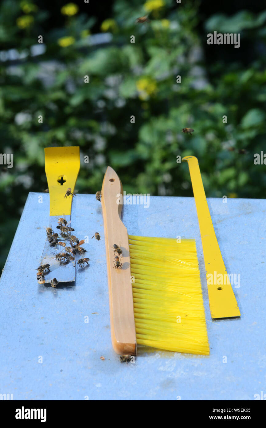 Apiculture. / Beekeeping. Stock Photo