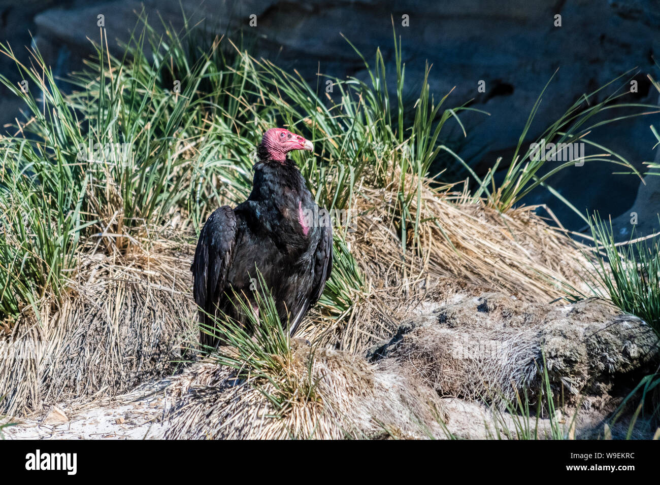 Turkey Vulture, Cathares aura, on ground, Saunders Island, in the Falkland Islands Stock Photo