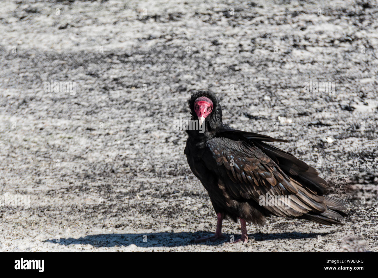 Turkey Vulture, Cathares aura, on ground, Saunders Island, in the Falkland Islands Stock Photo