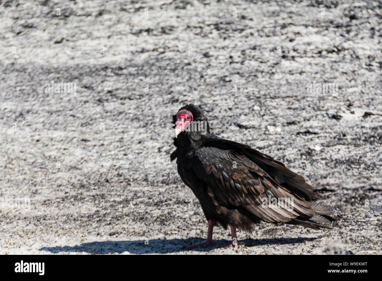 Turkey Vulture, Cathares aura, on ground, Saunders Island, in the Falkland Islands Stock Photo