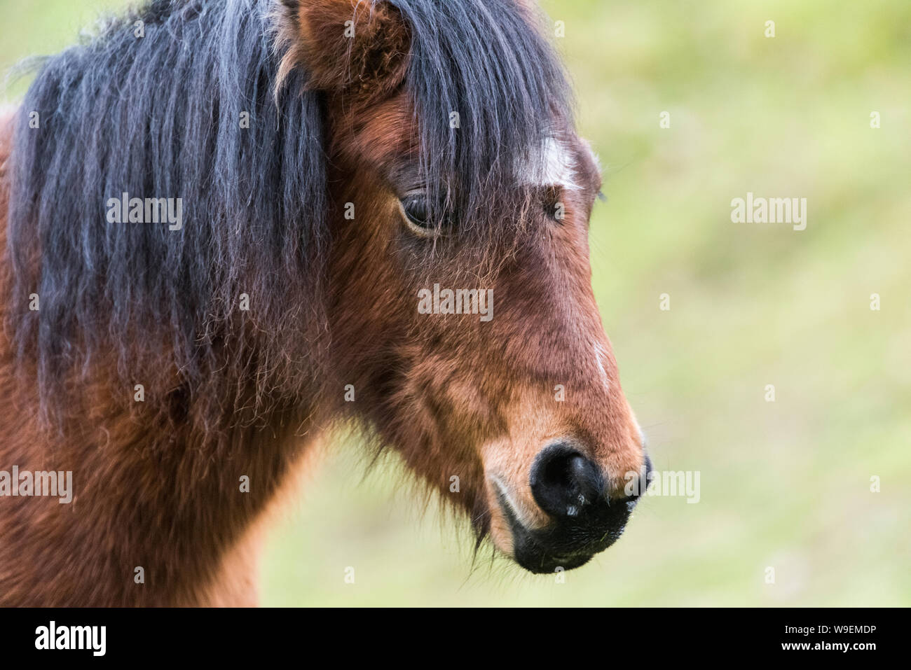 Dartmoor pony, close up head shot Stock Photo Alamy