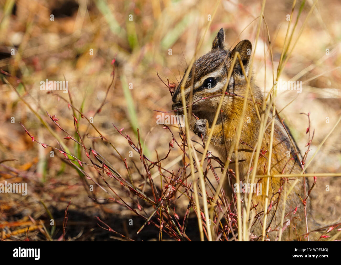 A Small Chipmunk Enjoying an Afternoon Snack Stock Photo