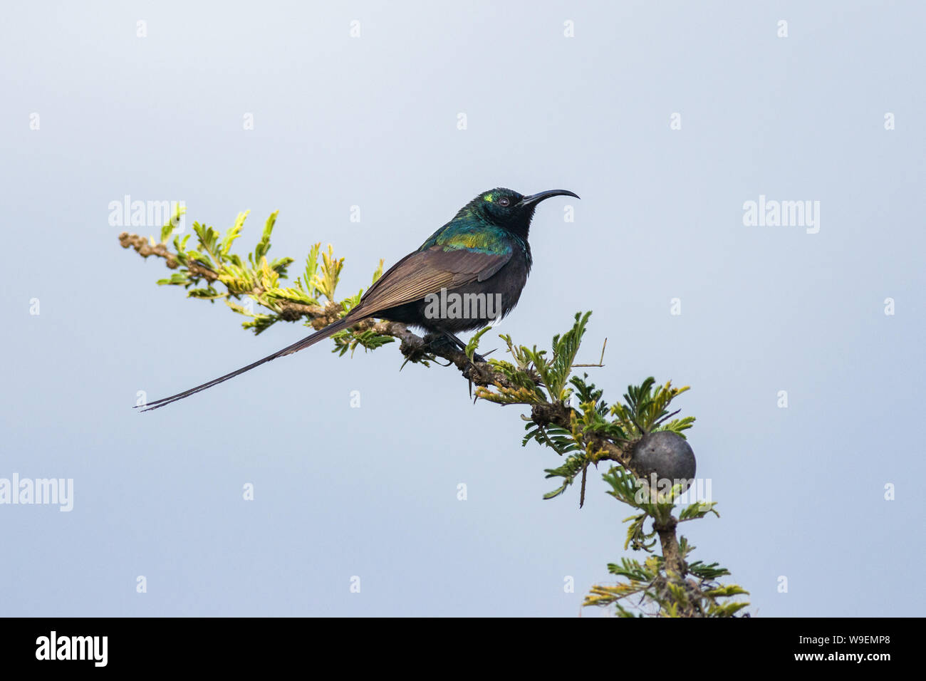 bronzy or bronze sunbird (Nectarinia kilimensis) perched on branch, Naivasha, Kenya Stock Photo