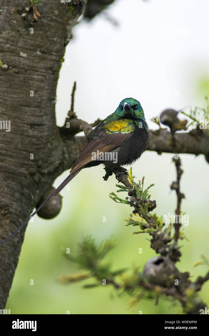 bronzy or bronze sunbird (Nectarinia kilimensis) perched on branch, Naivasha, Kenya Stock Photo