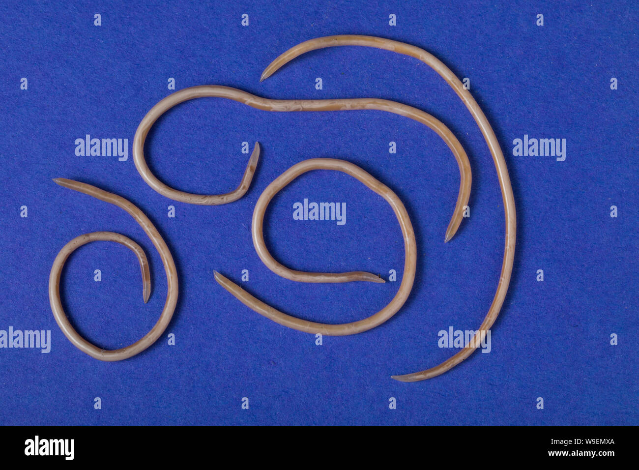 Nematoden High Resolution Stock Photography and Images - Alamy
