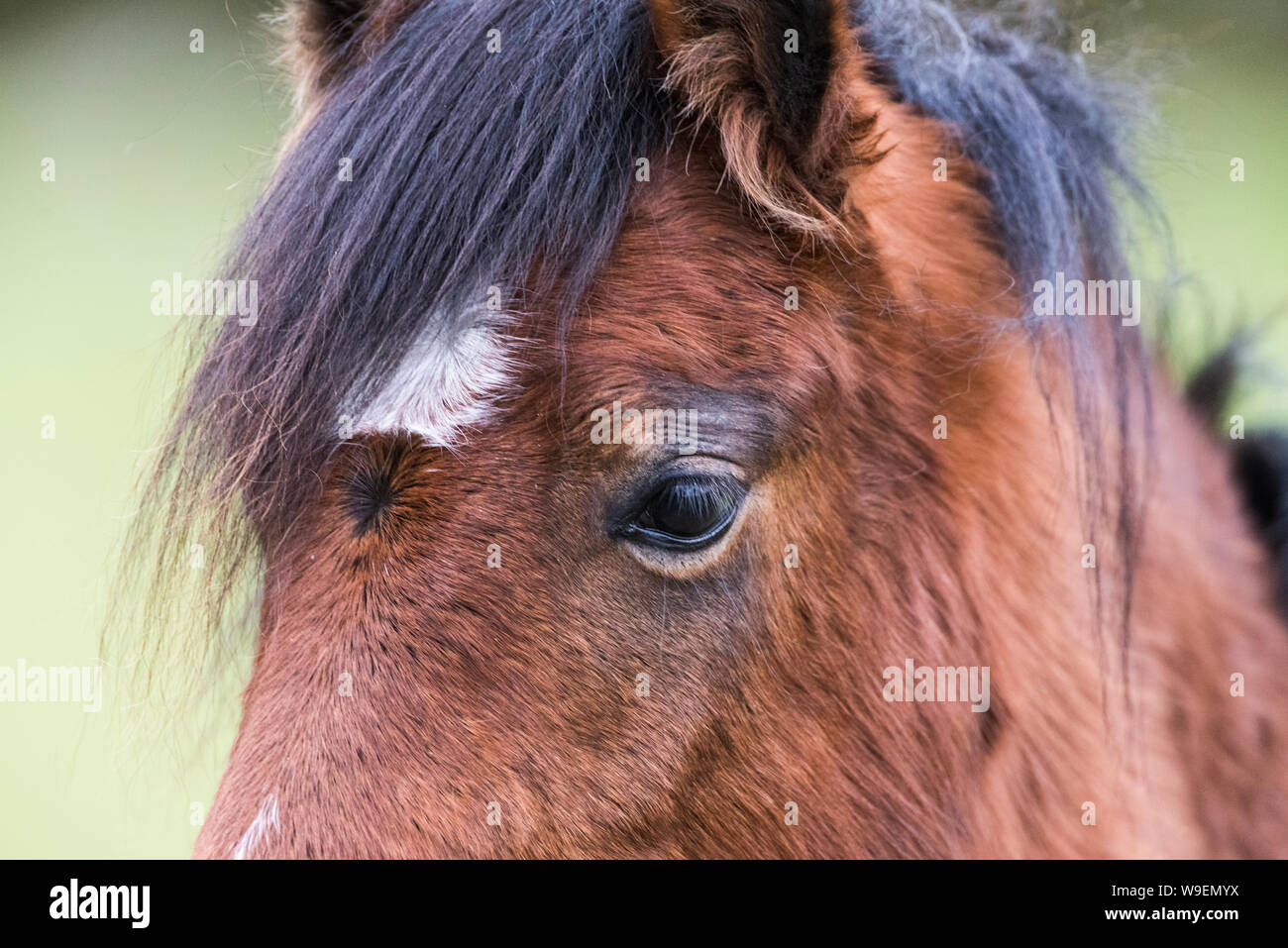 White face dartmoor hires stock photography and images Alamy