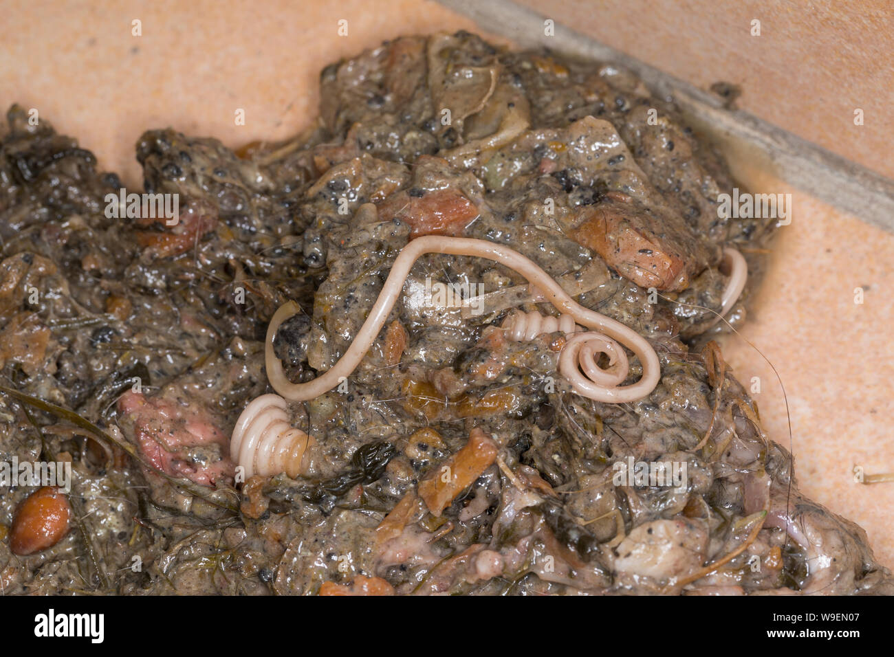 Hundespulwurm, Hunde-Spulwurm, Spulwurm, Spulwürmer, adulte Würmer aus dem Erbrochenen eines Haushundes, Verwurmung, verwurmt, Hundewurm, Hundewürmer, Stock Photo