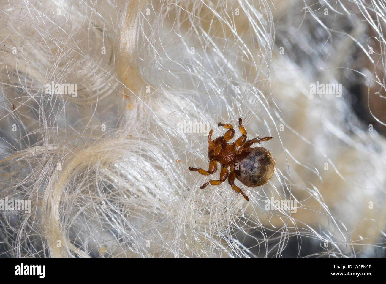 Schaflausfliege, Schaf-Lausfliege, Schaflaus, Lausfliege, Melophagus ovinus, Melophagus montanus, sheep ked, louse fly, le pou du mouton, le mélophage Stock Photo