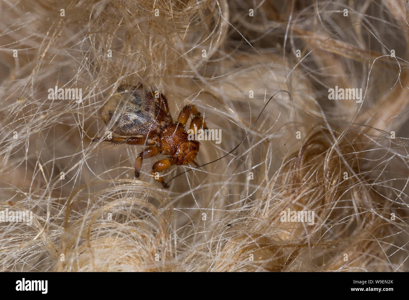 Schaflausfliege, Schaf-Lausfliege, Schaflaus, Lausfliege, Melophagus ovinus, Melophagus montanus, sheep ked, louse fly, le pou du mouton, le mélophage Stock Photo