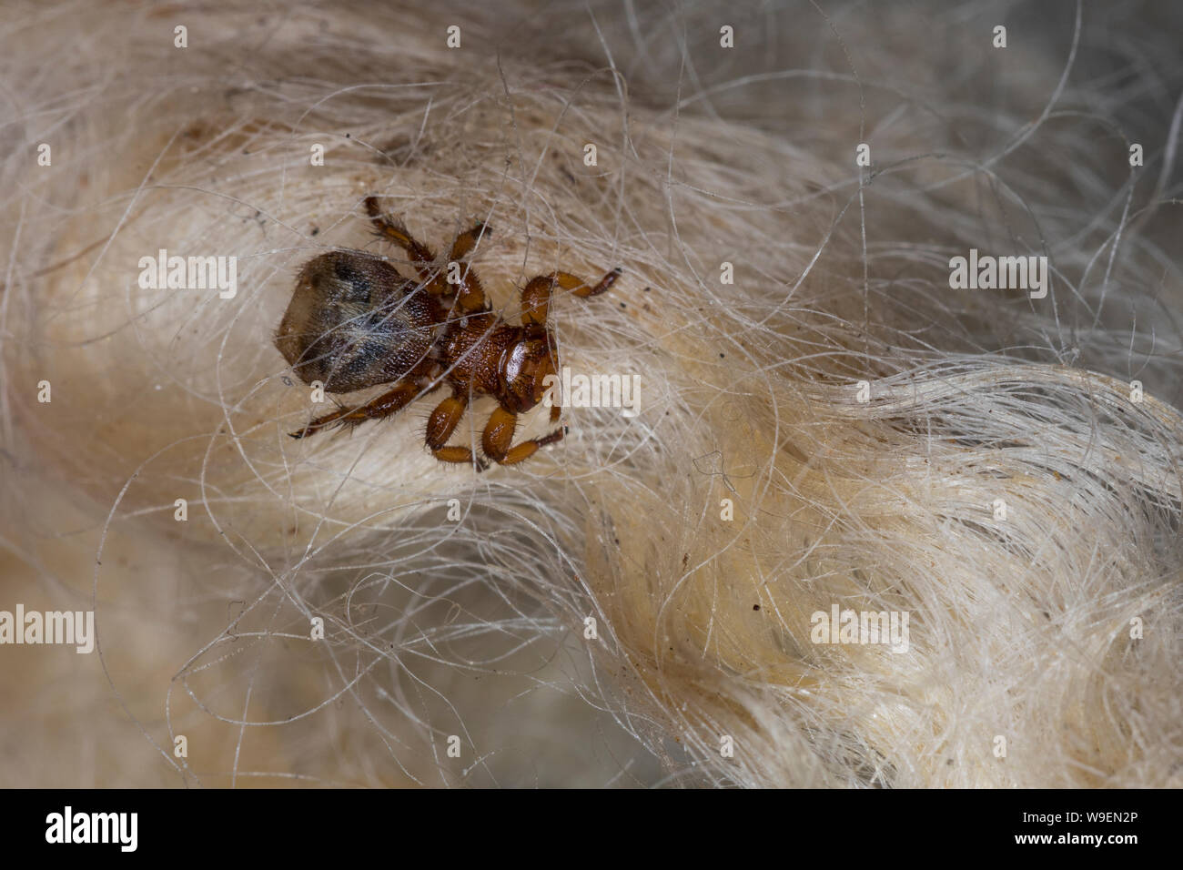 Schaflausfliege, Schaf-Lausfliege, Schaflaus, Lausfliege, Melophagus  ovinus, Melophagus montanus, sheep ked, louse fly, le pou du mouton, le  mélophage Stock Photo - Alamy