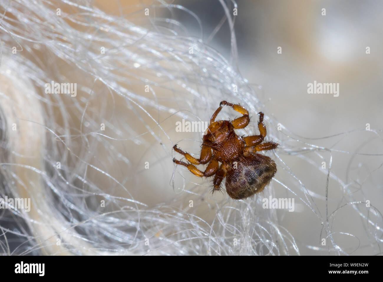 Schaflausfliege, Schaf-Lausfliege, Schaflaus, Lausfliege, Melophagus ovinus, Melophagus montanus, sheep ked, louse fly, le pou du mouton, le mélophage Stock Photo