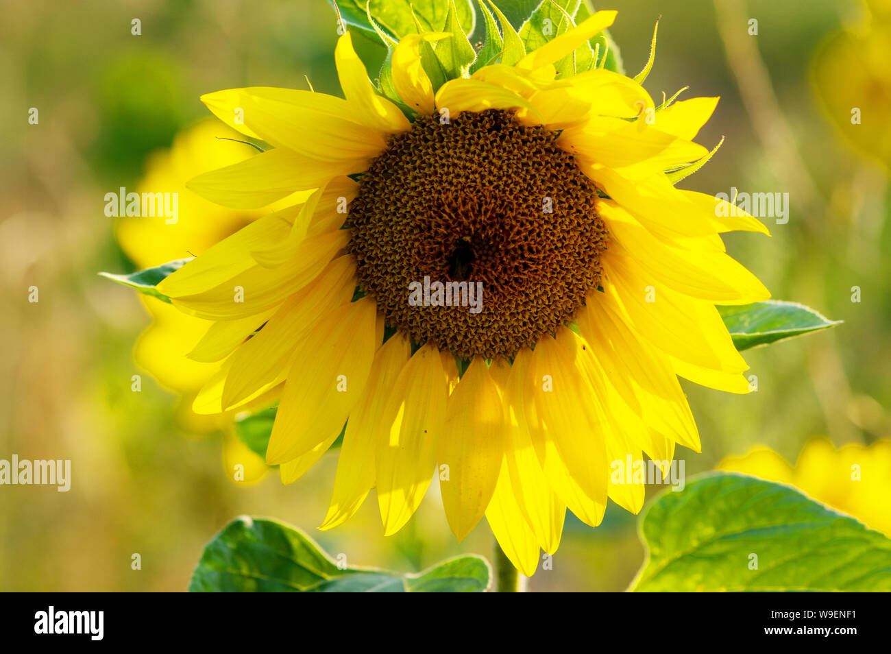Close up sunflower in field hi-res stock photography and images - Alamy