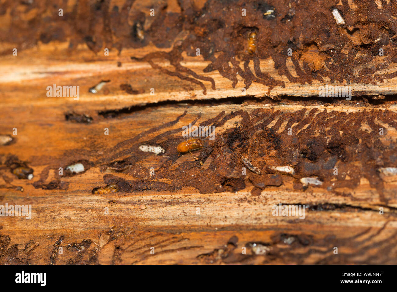 Bark beetles in a tree Stock Photo Alamy