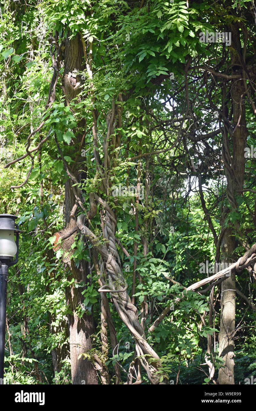 Trees with Vines Stock Photo Alamy